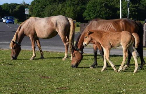 The Apothecary - Foto 26