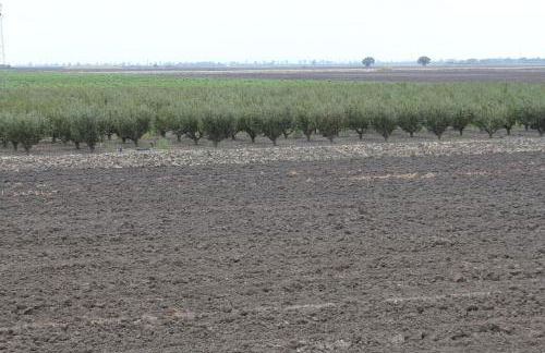 Agriturismo Silos Agri - Foto 4