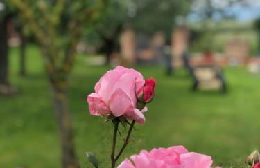 Il giardino delle rose - Foto 13