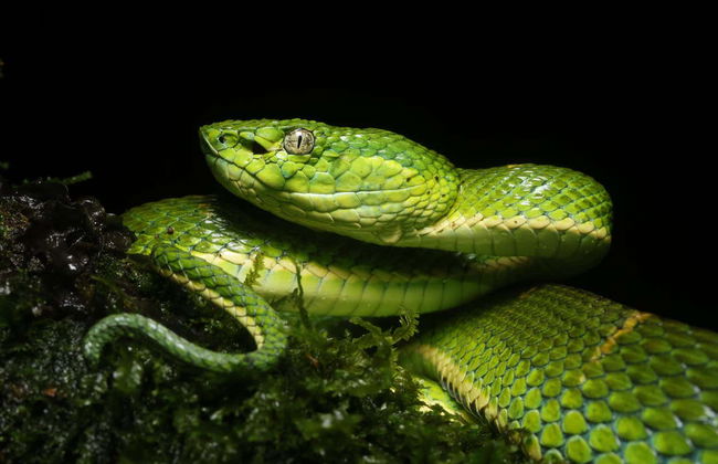 Senderismo nocturno por Oktari Monteverde - Foto 12