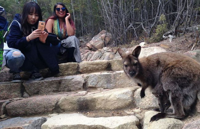 Wineglass Bay and Freycinet National Park - Full-Day Tour - Photo 6