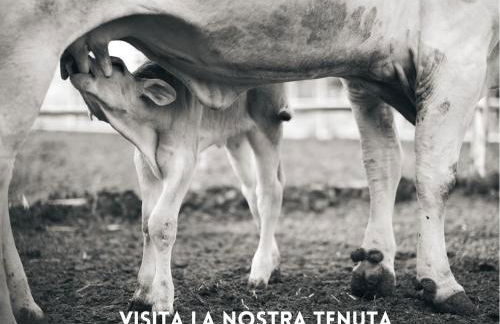 Ginestriccio - Foto 76