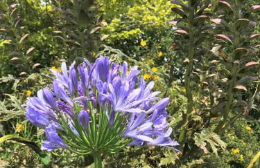 Bells Cottage - Foto 16