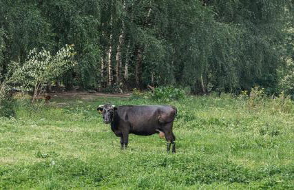 Vilanovka - domki z prywatną balią przy stawie i lesie - Foto 56