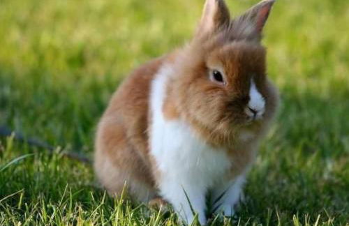 Apartment Appartement il Tulipano in San Gimignano by Interhome - Foto 12