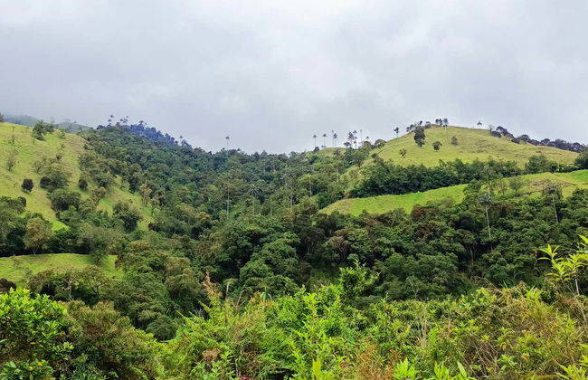 Bird-Watching in the Palmas de Cera Sanctuary - Photo 6