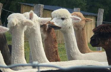Chalet authentique à Clermont-Créans avec piscine partagée - Photo 27