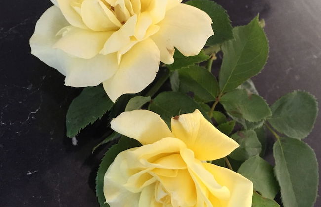 Junee Tourist Park - Photo 75