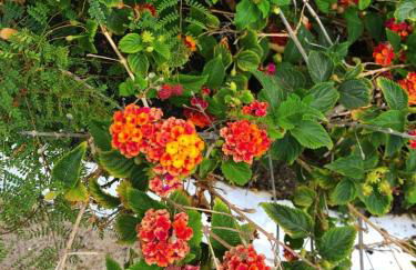 Playa Marina Eco Beach Villa - Foto 27