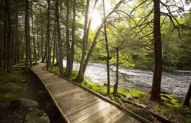 Mersey River Chalets a nature retreat - Foto 46