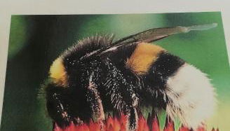 Schnetter Hummel, Apartment 1 - Foto 2