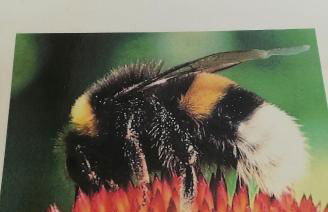 Schnetter Hummel, Apartment 1 - Foto 2