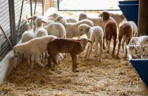 Mas Teixidor, Masia entre Girona y la Costa Brava - Foto 20