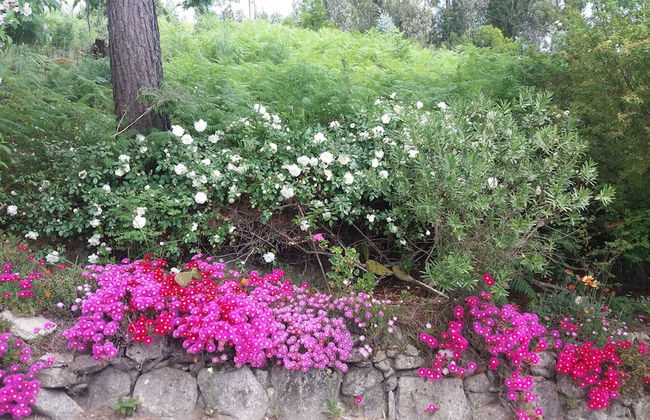 Serrado de Bouças - Foto 71