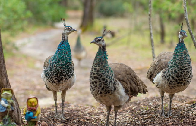 Kerriley Park Farm Stay - Foto 12