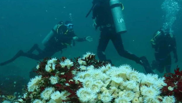 Tongoy Beginners Scuba Diving - Photo 2, Explore 'under the sea'