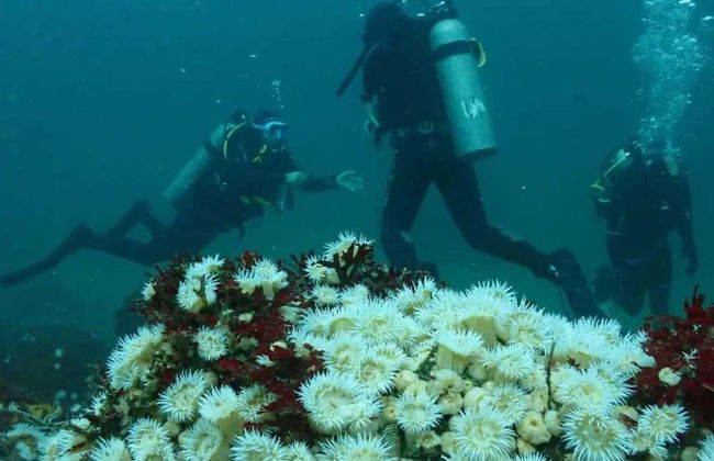 Tongoy Beginners Scuba Diving - Photo 2