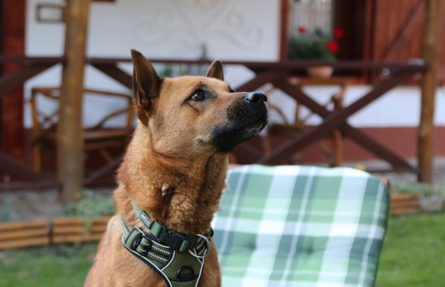 The Bird of Happiness-heaven for Dogs - Foto 25