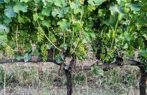 Agriturismo I Debbi - Foto 15