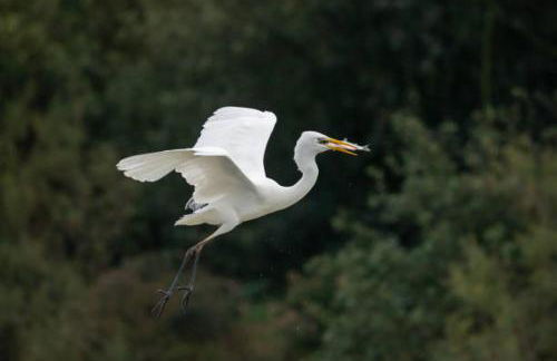 Apartments Delise - Foto 46