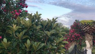 Floros Apartments - Foto 3, Other