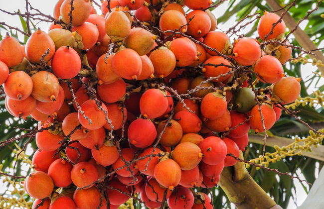 Palma de Cera Ecocultural Centre Tour - Foto 1