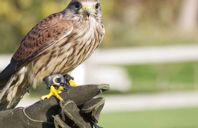 Billet pour Dreams Eco Park à Foz do Iguaçu - Photo 2