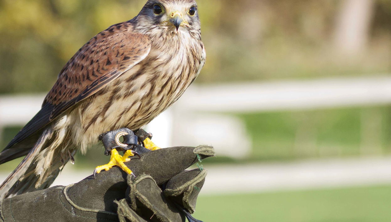 Dreams Eco Park Ticket