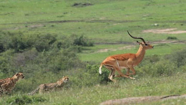 Depredador persiguiendo a su presa