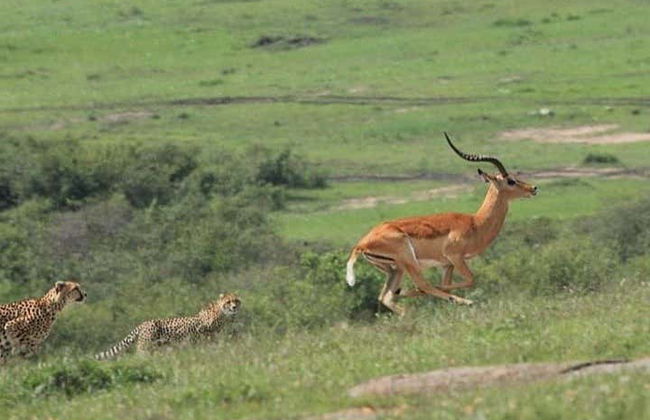 Safari de 7 días por Masái Mara, Amboseli, Hell's Gate y Lago Nakuru - Foto 5