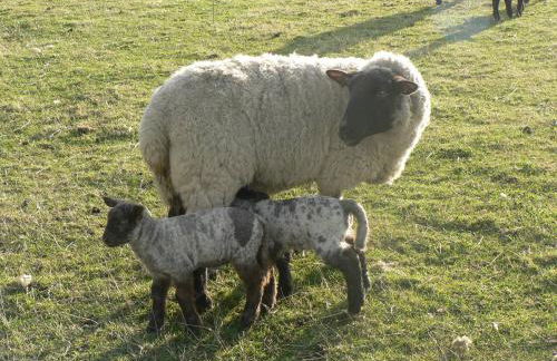 Elms Farm - Photo 37