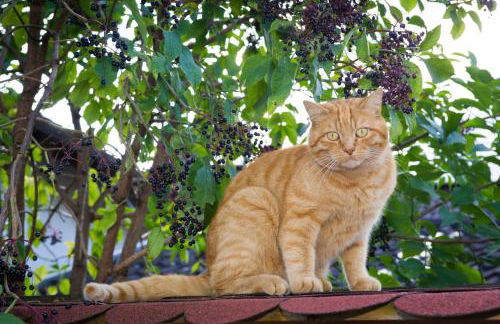 Ferienwohnung Mohnblume - Foto 9