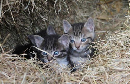 Ferienhof am Deich - Foto 21