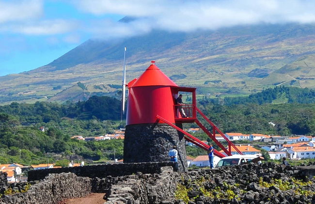 Tour de viñedos y bodegas por Pico - Foto 1
