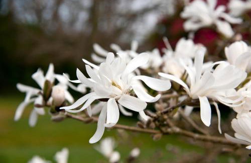 Tros Yr Afon Holiday Cottages and Manor House - Photo 12