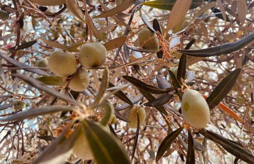 Peloponnese Hideout - Traditional stone house - Photo 70