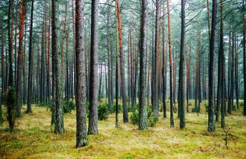 Domki pod jabłonką - Foto 3