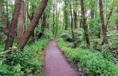 Ferienwohnung Ostsee Graal-Müritz Küstenwald - Foto 22