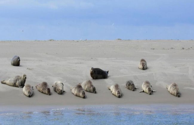 Apartment on Texel Near De Koog Beach - Foto 39