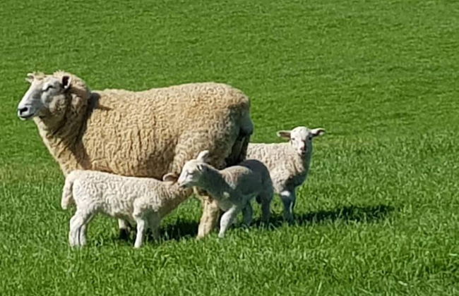 Jilly Park Farm Interactive Experience - Foto 28