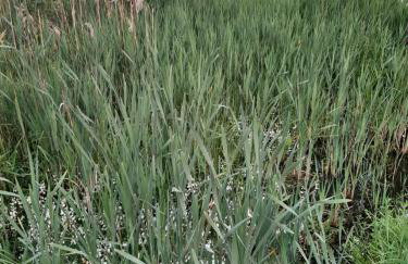 Oaza Relaksu Wigry -domek na wyłączność - Foto 34