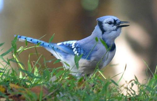 3 Acre Lake Paradise Swimming Pool & Jacuzzi HotTub! - Foto 16