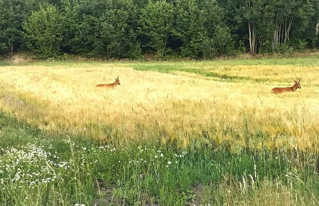 5 Person Holiday Home in Hedekas-by Traum - Foto 10