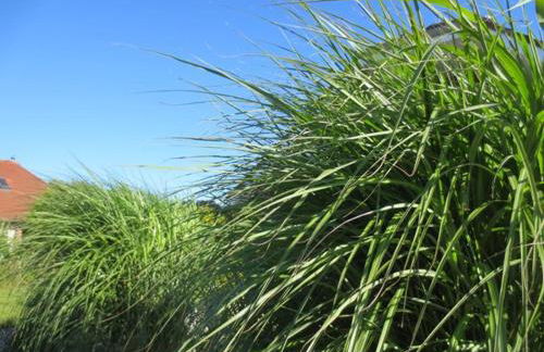 Luft und Meer 4**** Ferienwohnung - Foto 37