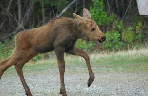 5 Star Denali Park Spacious Family Home - Foto 26