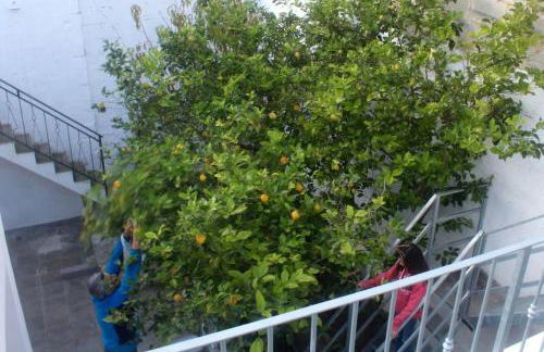 La Pergola di Amalia - Foto 17