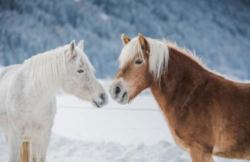 Pichlerhof - Foto 24