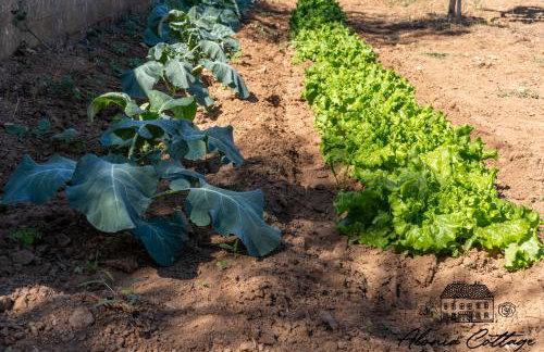 Alonia Cottage - Photo 37