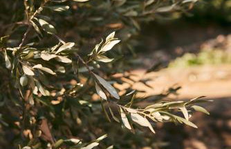 Oak Farm Traditional guesthouse - Foto 43