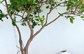 Summer hοuse - Foto 30